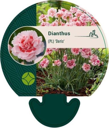 Dianthus (PL) 'Doris' geen maat specificatie 0,55L/P9cm