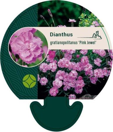 Dianthus grat. 'Pink Jewel' geen maat specificatie 0,55L/P9cm - afbeelding 1