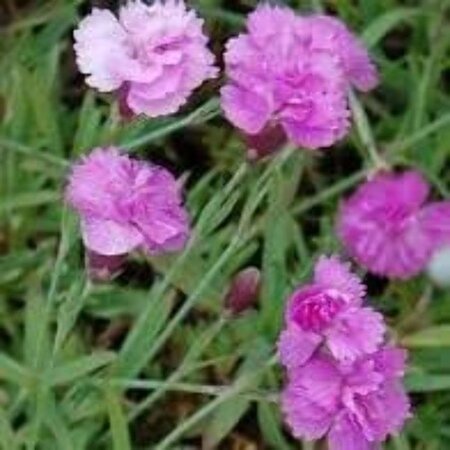 Dianthus grat. 'Pink Jewel' geen maat specificatie 0,55L/P9cm - afbeelding 2