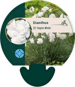 Dianthus (PL) 'Haytor White' geen maat specificatie 0,55L/P9cm