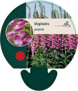 Digitalis purpurea geen maat specificatie 0,55L/P9cm - afbeelding 4