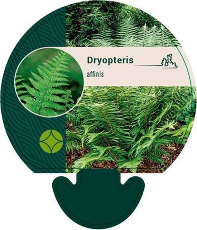 Dryopteris affinis geen maat specificatie 0,55L/P9cm - afbeelding 4