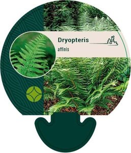 Dryopteris affinis geen maat specificatie 0,55L/P9cm - image 4