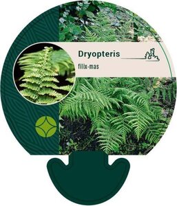 Dryopteris filix-mas geen maat specificatie 0,55L/P9cm - afbeelding 7