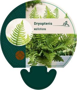 Dryopteris wallichiana geen maat specificatie 0,55L/P9cm - afbeelding 2