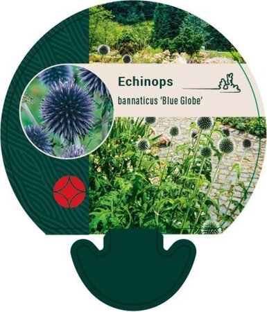 Echinops bannaticus 'Blue Globe' geen maat specificatie 0,55L/P9cm - afbeelding 1