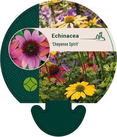 Echinacea 'Cheyenne Spirit' geen maat specificatie 0,55L/P9cm - afbeelding 2