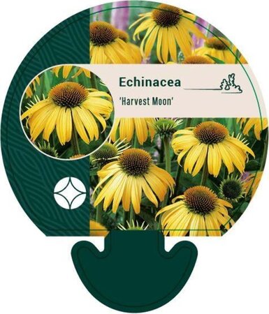 Echinacea 'Harvest Moon' geen maat specificatie 0,55L/P9cm - afbeelding 1