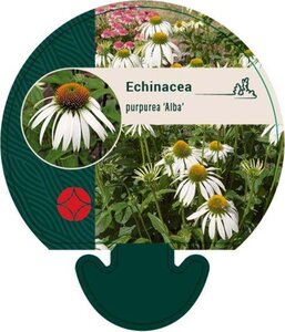 Echinacea p. 'Alba' geen maat specificatie 0,55L/P9cm - afbeelding 2