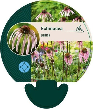 Echinacea pallida geen maat specificatie 0,55L/P9cm - afbeelding 2