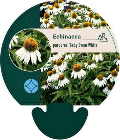 Echinacea p. 'Baby Swan White' geen maat specificatie 0,55L/P9cm