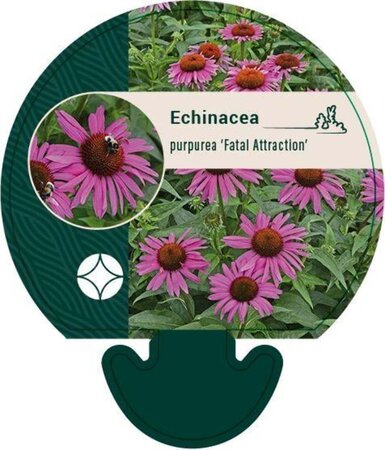 Echinacea p. 'Fatal Attraction' geen maat specificatie 0,55L/P9cm - afbeelding 2
