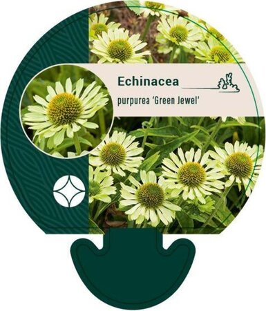 Echinacea p. 'Green Jewel' geen maat specificatie 0,55L/P9cm - afbeelding 2