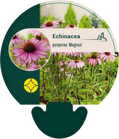 Echinacea p. 'Little Magnus' geen maat specificatie 0,55L/P9cm - afbeelding 1