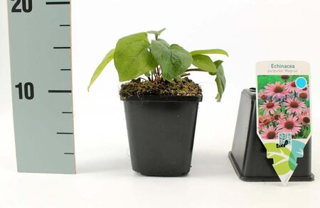 Echinacea p. 'Magnus' geen maat specificatie 0,55L/P9cm - afbeelding 8