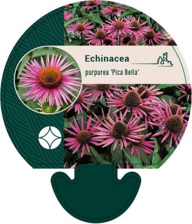 Echinacea p. 'Pica Bella' geen maat specificatie 0,55L/P9cm - afbeelding 1