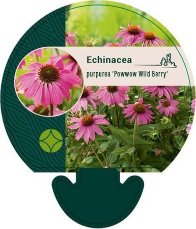Echinacea p. Powwow Wild Berry geen maat specificatie 0,55L/P9cm - afbeelding 5