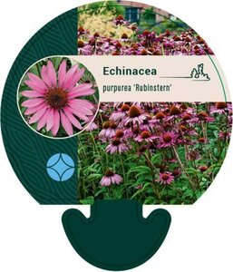 Echinacea p. 'Rubinstern' geen maat specificatie 0,55L/P9cm