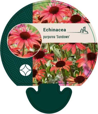 Echinacea p. 'Sundown' geen maat specificatie 0,55L/P9cm