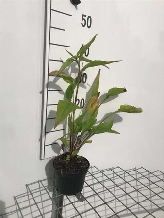 Echinacea purpurea geen maat specificatie cont. 1L - afbeelding 2