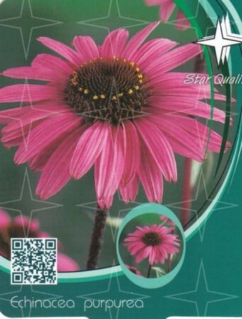 Echinacea purpurea geen maat specificatie cont. 1L - afbeelding 4