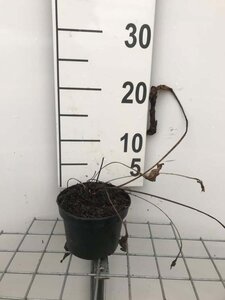 Echinacea purpurea geen maat specificatie cont. 1L - afbeelding 1