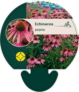Echinacea purpurea geen maat specificatie 0,55L/P9cm - afbeelding 1