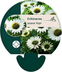 Echinacea p. 'Virgin' geen maat specificatie 0,55L/P9cm - afbeelding 1