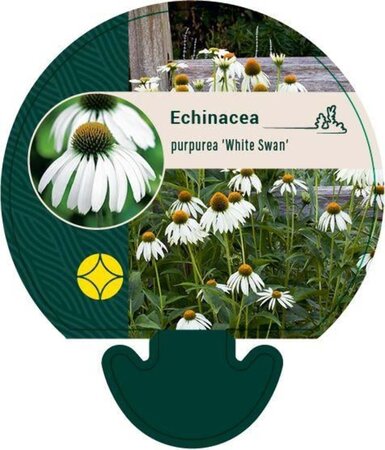 Echinacea p. 'White Swan' geen maat specificatie 0,55L/P9cm - afbeelding 1