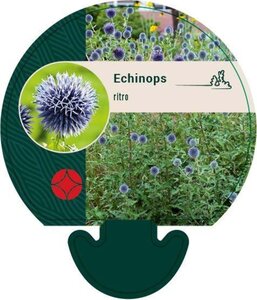 Echinops ritro geen maat specificatie 0,55L/P9cm - afbeelding 1