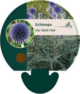 Echinops ritro 'Veitch's Blue' geen maat specificatie 0,55L/P9cm - afbeelding 1