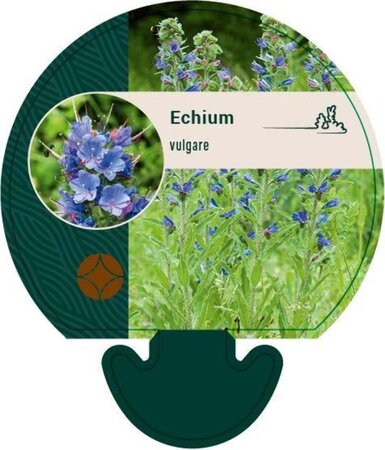Echium vulgare geen maat specificatie 0,55L/P9cm