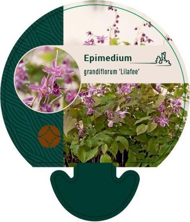 Epimedium gr. 'Lilafee' geen maat specificatie 0,55L/P9cm