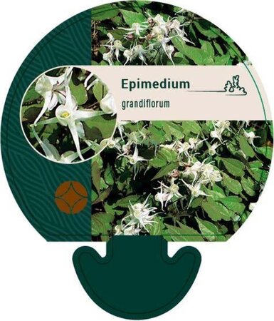 Epimedium grandiflorum geen maat specificatie 0,55L/P9cm - afbeelding 3