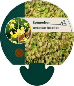 Epimedium perralc. 'Frohnleiten' (gele bloem) geen maat specificatie 0,55L/P9cm - afbeelding 1