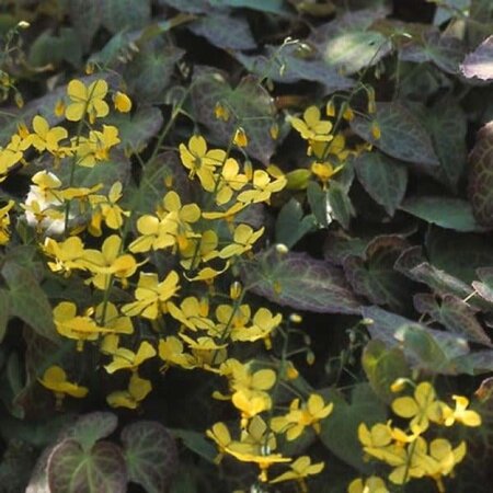 Epimedium perralc. 'Frohnleiten' (gele bloem) geen maat specificatie 0,55L/P9cm - afbeelding 2