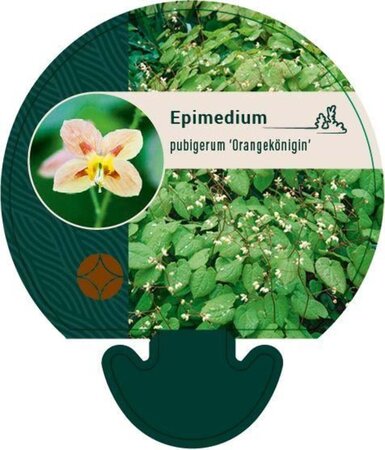 Epimedium pubigerum 'Orangekönigin' geen maat specificatie 0,55L/P9cm - afbeelding 1