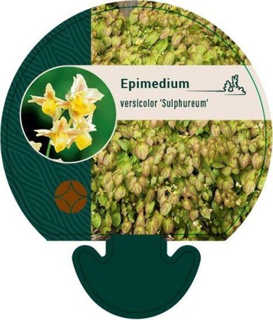 Epimedium versic. 'Sulphureum' geen maat specificatie 0,55L/P9cm - afbeelding 2