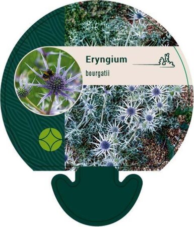 Eryngium bourgatii geen maat specificatie 0,55L/P9cm - afbeelding 1