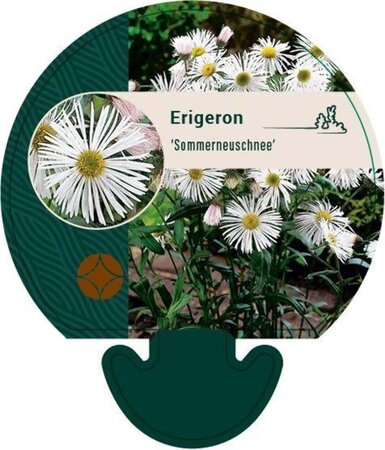 Erigeron 'Sommerneuschnee' geen maat specificatie 0,55L/P9cm