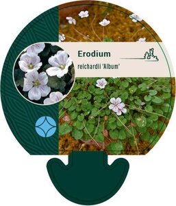 Erodium reichardii 'Album' geen maat specificatie 0,55L/P9cm - afbeelding 3