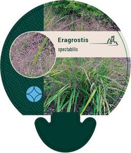 Eragrostis spectabilis geen maat specificatie 0,55L/P9cm - afbeelding 7