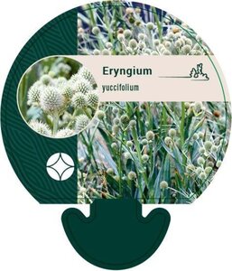 Eryngium yuccifolium geen maat specificatie 0,55L/P9cm - afbeelding 2