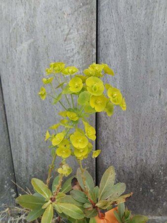 Euphorbia amygdal. robbiae geen maat specificatie 0,55L/P9cm - afbeelding 1