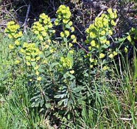 Euphorbia amygdal. robbiae geen maat specificatie 0,55L/P9cm - afbeelding 2