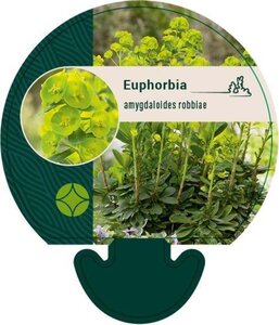 Euphorbia amygdal. robbiae geen maat specificatie 0,55L/P9cm - afbeelding 5
