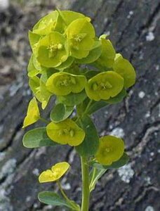 Euphorbia amygdal. robbiae geen maat specificatie 0,55L/P9cm - afbeelding 4