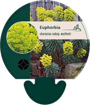 Euphorbia characias wulfenii geen maat specificatie 0,55L/P9cm