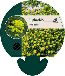 Euphorbia cyparissias geen maat specificatie 0,55L/P9cm