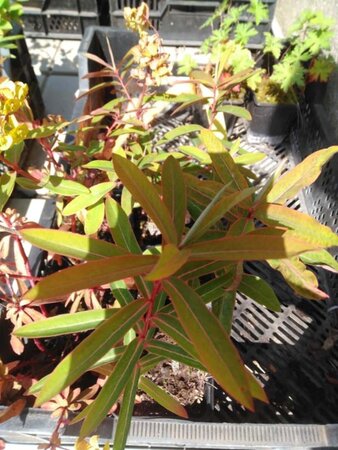 Euphorbia klotzchii 'Argentia' geen maat specificatie 0,55L/P9cm